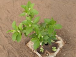 18 Growboxx plant cocoon in Ensenada Mexico with flowering lemon tree in combination with water melon April 24 2018