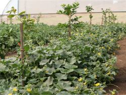 20 Growboxx plant cocoon in Ensenada Mexico with Lemon trees in combination with melon July 24 2018