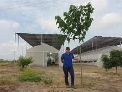 29 Gmelina arborea Beechwood with Groasis Waterboxx on May 24 2013 thirteen months after planting in Santa Helena Ecuador only 111 mm of rain annually