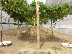 32 Grapes with Groasis Waterboxx on May 24 2013 almost twelve months after planting in Santa Helena Ecuador only 111 mm of rain annually
