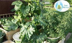 3 Groasis Waterboxx urban farming garden pyramid fully producing delicious vegetables