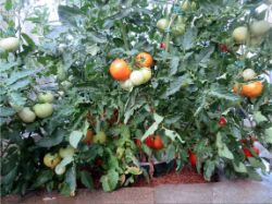 4 Urban farming Groasis Waterboxx with tomato plant over 50 kilos of production California USA