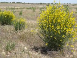 50 Spain Zaragosa Los Monegros Desert Winter very cold winds of 10 ⁰C come from the Pyrenees drying out everything Summer 40 ⁰C with biodegradable Waterboxx plant cocoon