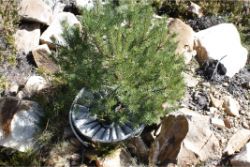 52 Planting on rocks with the biodegradable Waterboxx plant cocoon above tree line in ski area San Isidro Spain to prevent avalanches