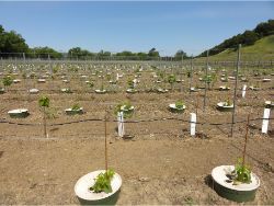 54 Roberto Mondavi Wineries Napa Valley with Groasis Waterboxx plant cocoon