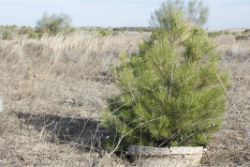 58 FIRST EVER Growboxx plant cocoon planted in Spain 2012 photo from 2017 Los Monegros Desert Zaragosa Spain