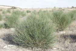 59 FIRST EVER Growboxx plant cocoon in Los Monegros Desert Zaragosa Spain planted 2012 photo from 2017