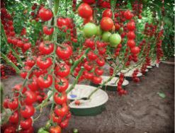 5 Tomatoes in Groasis Waterboxx plant cocoon