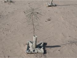 62 Growboxx plant cocoon w Mezquite Prosopis glandula and Palo Verde Parkinsonia aculeata at Pronatura Mexicali 50C 90 less water use 90 survival rate 6