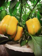 8 Yellow bell pepper in Groasis Waterboxx plant cocoon