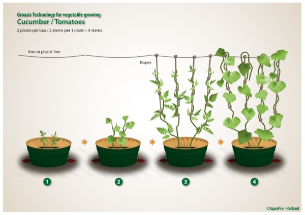 Crecen pepinos y tomates - agua eficiente - crecimiento rápido - biológico y ecológico