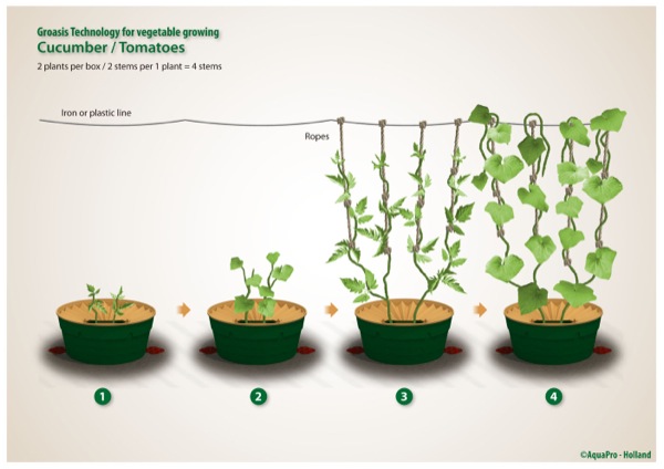 Komkommers en tomaten kweken - water zuinig - snel groeiend - biologisch en ecologisch