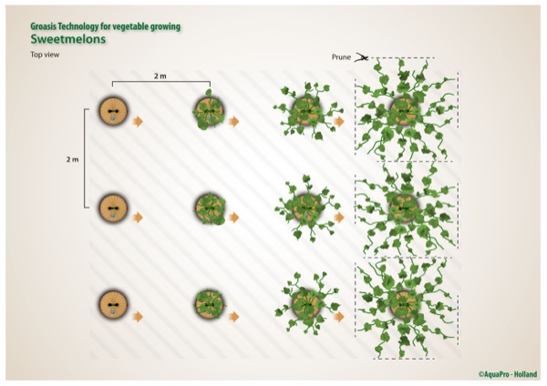 Grow sweet melons - more sweet melons from 1 plant - right planting distance - with the Waterboxx plant cocoon