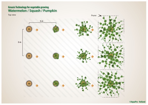 Watermeloenen en pompoenen telen/kweken met de Waterboxx plant cocoon van de Groasis Ecologische Waterbesparende Technologie