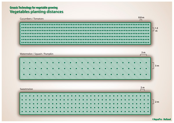 La bonne distance de plantation pour les légumes et les fruits qui sont plantés avec le Groasis Waterboxx