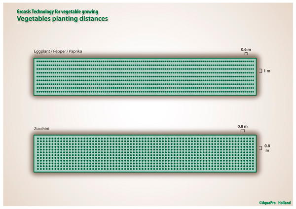 The proper planting distance for vegetables that are planted with the Groasis Waterboxx